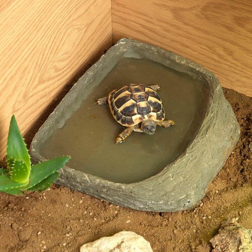 Tortoise in Tortoise Pool